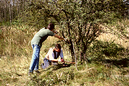 Fabio and I cutting down small trees